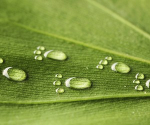 Water footprints on leaf